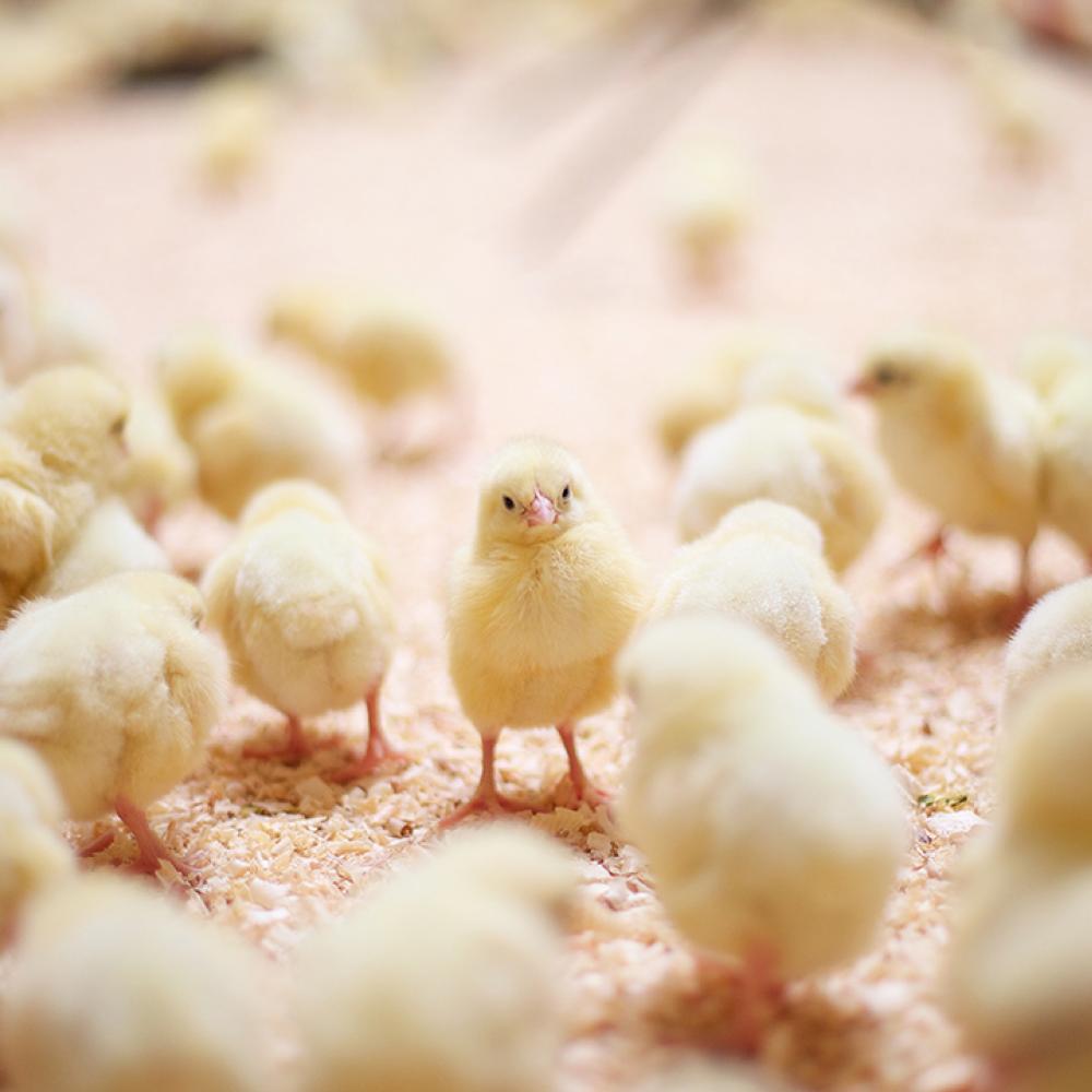 Evitar la mortalidad de los pollos de engorde