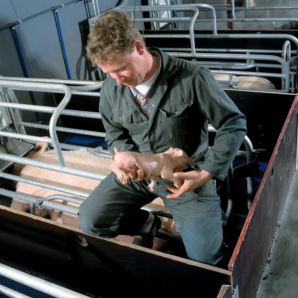 Taking care of piglets