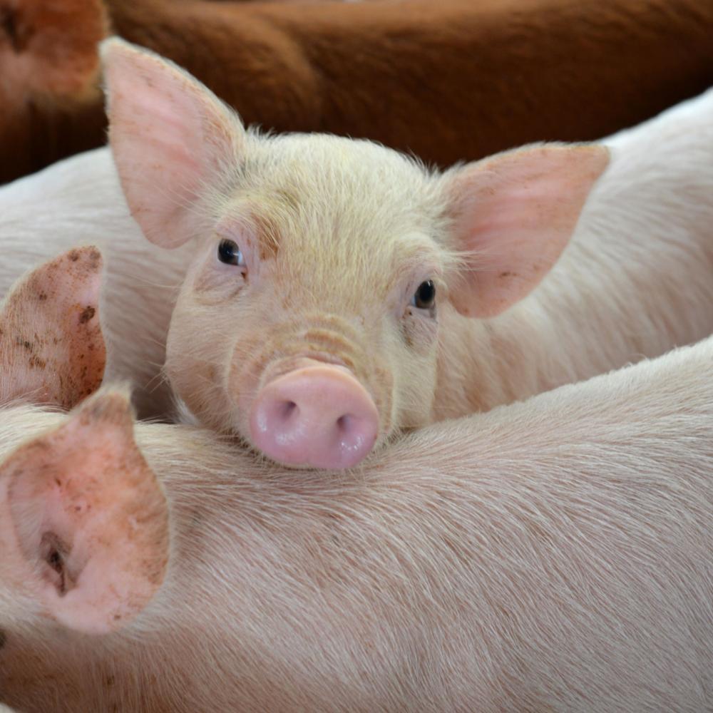 Evitar la mortalidad de los cerdos de engorde