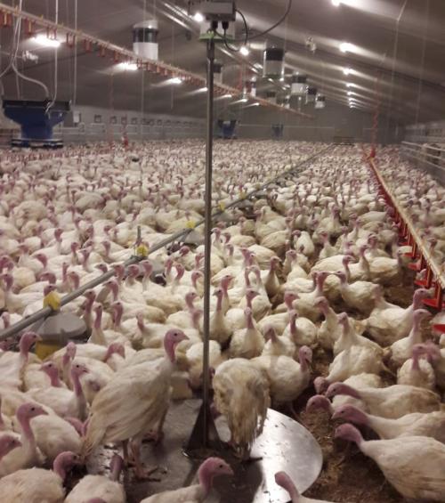 Nueva báscula para pavos para unos resultados fiables de medición