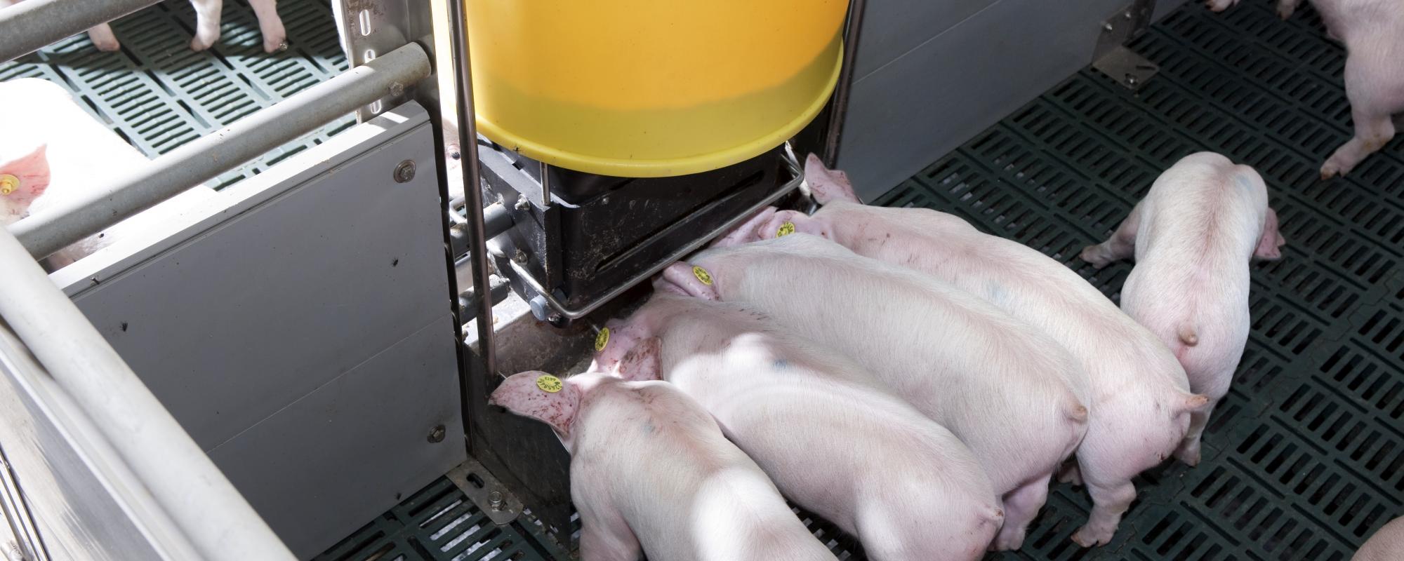 Sistemas de alimentación para cerdos