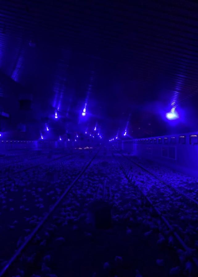 Luz nocturna con iluminación agrícola