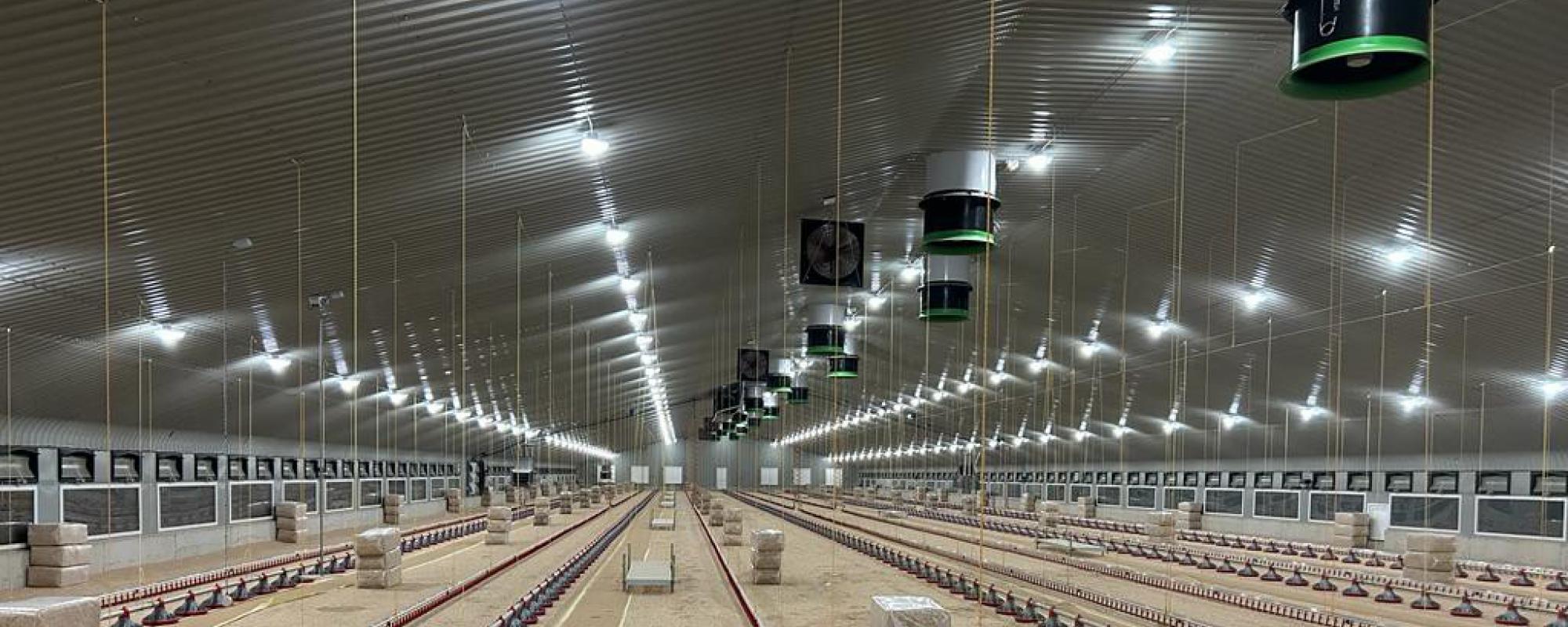 Iluminación agrícola para avicultura