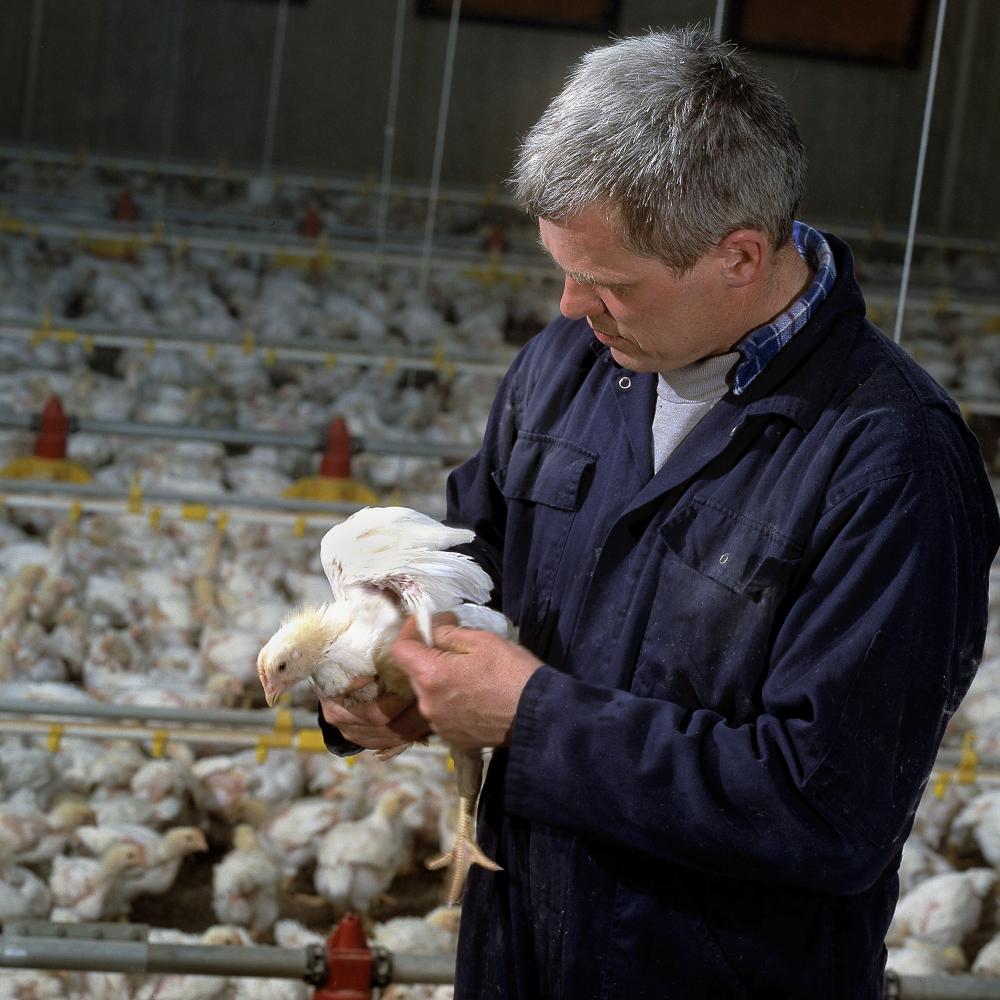 Poultry farmer